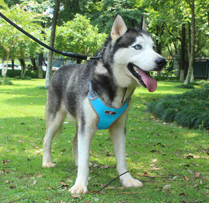 Adjustable Dog Harness