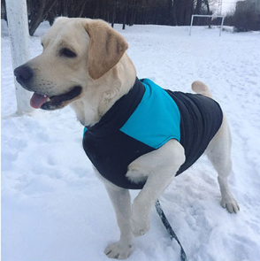 Warm Waterproof Dog Jacket