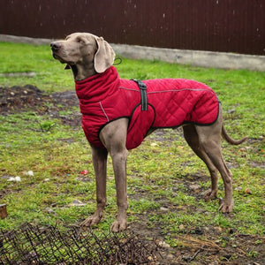 Autumn Dog Jacket